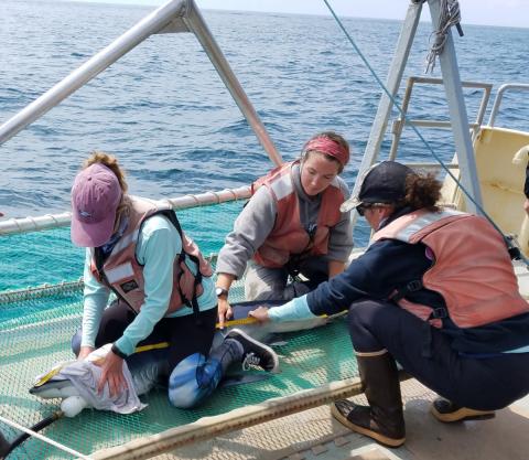 Maggie Winchester braces a blue shark 