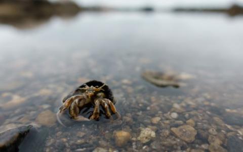 educational-resources-intertidal-invertebrates