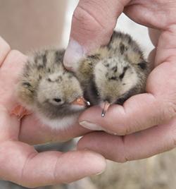 work-for-shoals-tern-chick