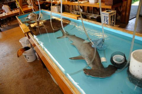 Scalloped Hammerhead shark (Sphyrna lewini) and Atlantic torpedo ray (Tetronarce nobiliana). Photo by Jan Factor.