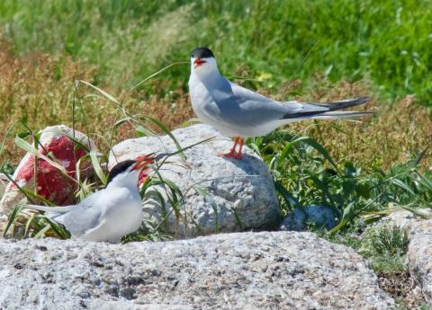 terns