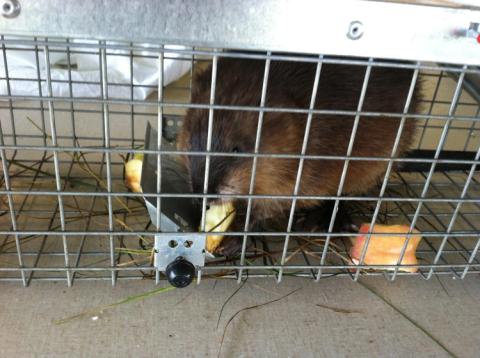 muskrat captured in a have a heart trap for research