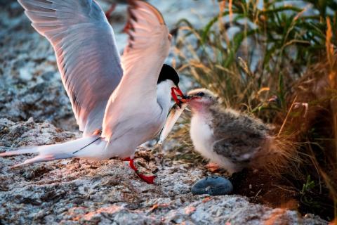 Seabirds Shoals Marine Lab   Dsc 0712 