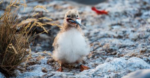 Seabirds Shoals Marine Lab   Dsc 9941 0 