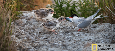 Nat Geo tern