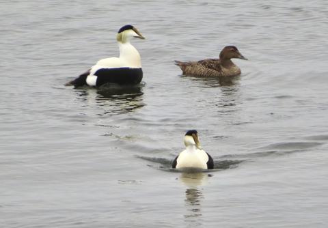 Eider birds swimming