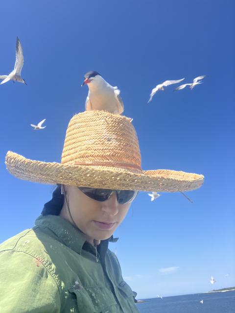 a person with a hat and terns flying all around and one on the hat