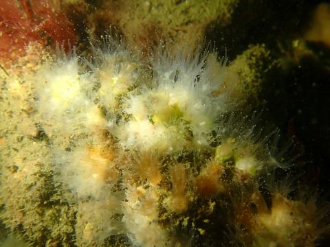 a coral