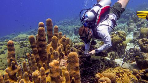 Brad Weiler underwater research diving